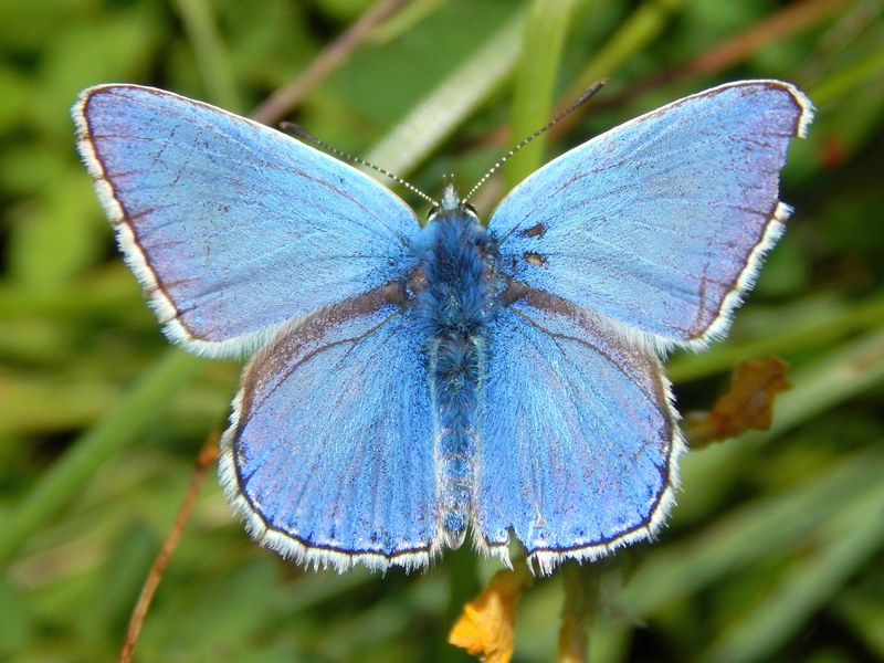 Lycaenidae da ID - Polyommatus (Polyommatus) icarus